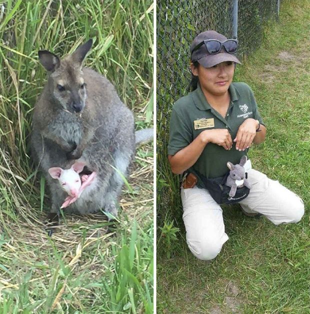 Zoo Keepers Have Fun And Recreate Photos Of Animals