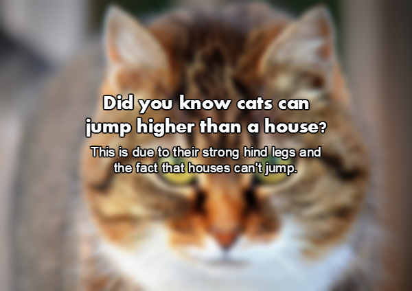 close up cat - Did you know cats can jump higher than a house? This is due to their strong hind legs and the fact that houses can't jump.