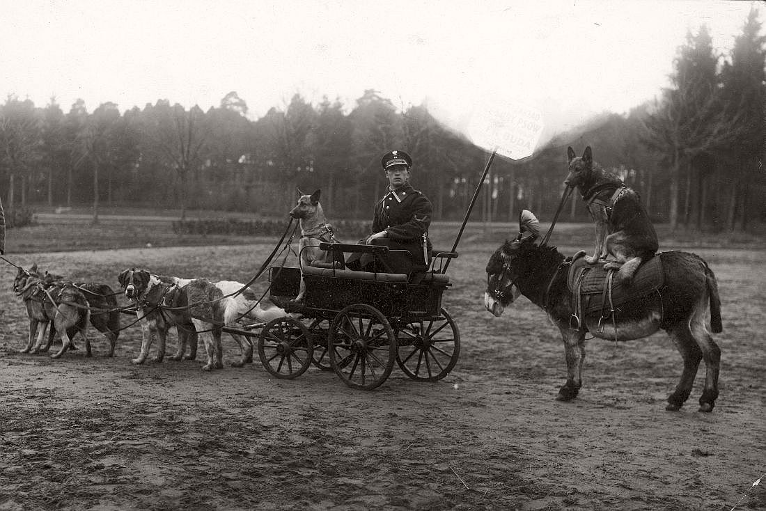 A policeman training police dogs in Warsaw, Poland in 1929.