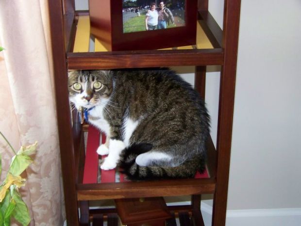 25 Crazy Cats That Will Sit In All Weird Places For Caturday