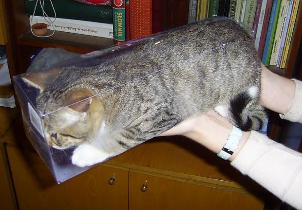 25 Crazy Cats That Will Sit In All Weird Places For Caturday