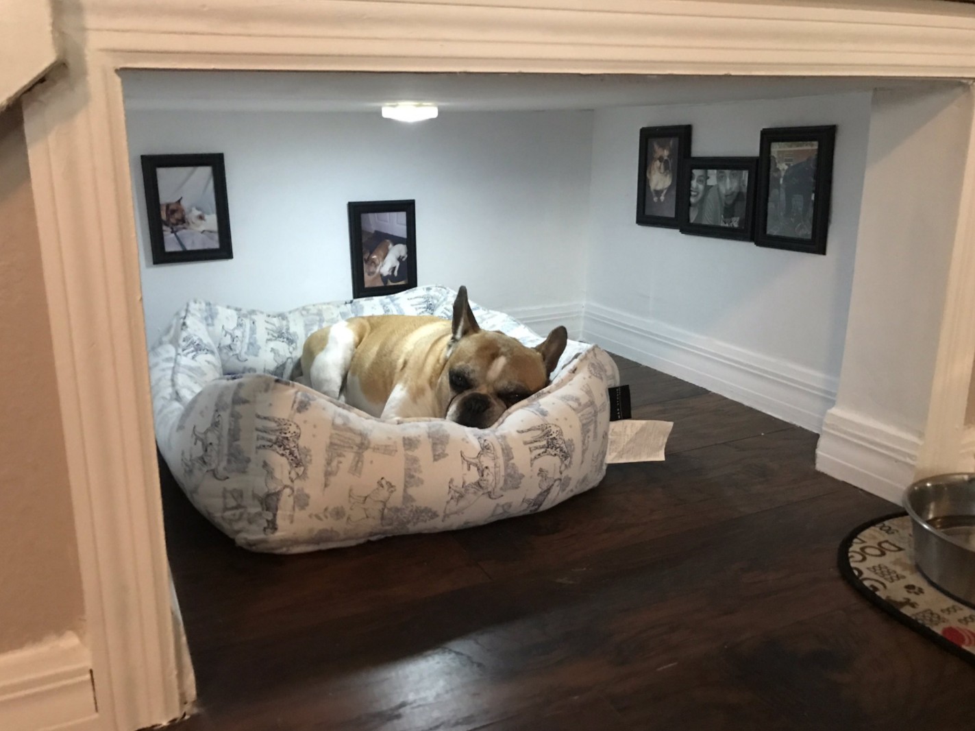 The dog in his 'room' with lights, hardwood floor and pics on the wall.
