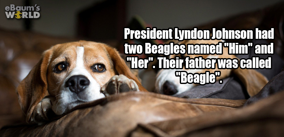 beagles background - eBaum's World President Lyndon Johnson had two Beagles named "Him" and "Her". Their father was called "Beagle".