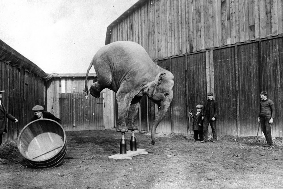 A circus elephant practices balancing on its front legs somewhere in the US in 1920. Notice the whips the trainers have to use on the elephant to ensure it performs the trick.