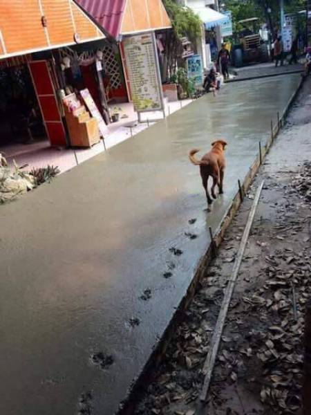 dog wet cement