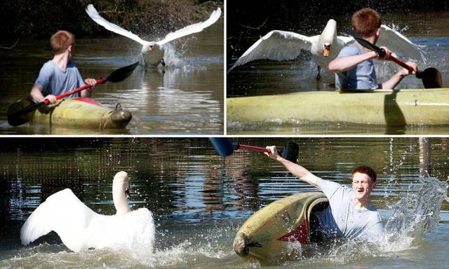 aggressive mute swan