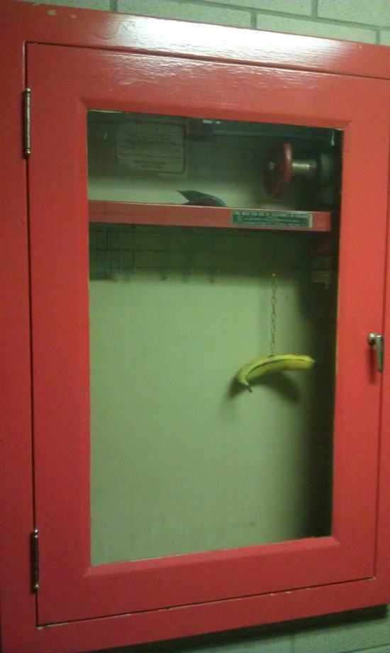 Banana hung in place of the fire hose.