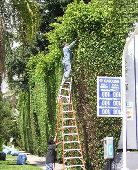 Landscaper trimming the bushes by standing on pile of ladders.