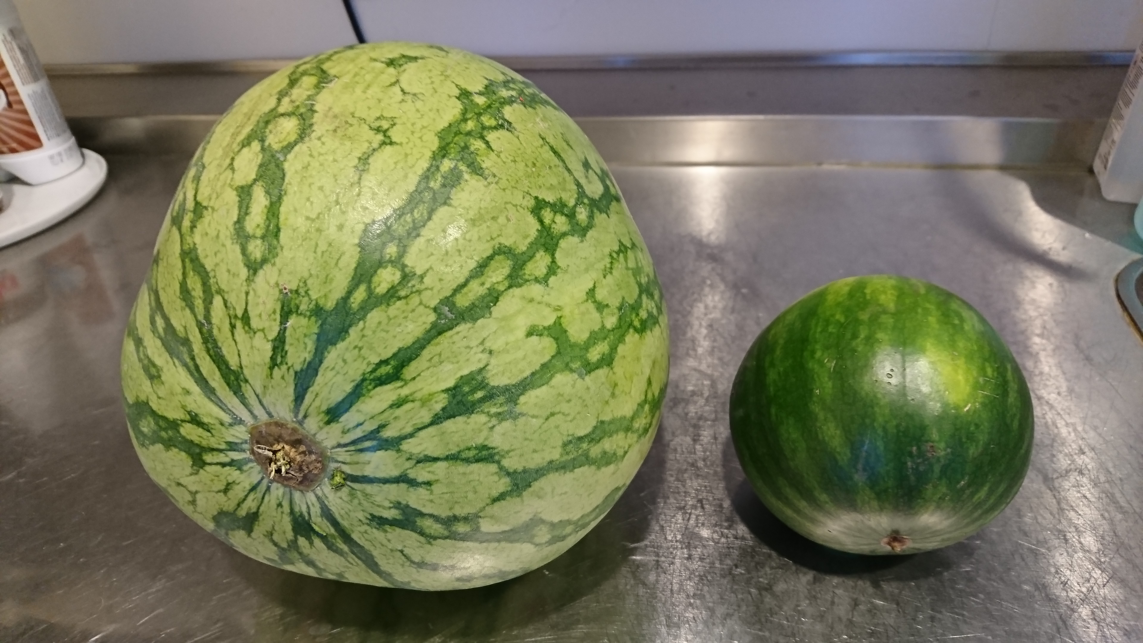 Regular sized Watermelon for scale.