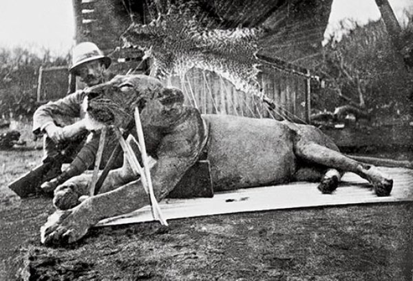 John Henry Patterson poses with the first of 2 lions he killed at Tsavo, British Eash Africa (now Kenya) in 1898. The lions hunted together, and attacked the railroad workers. Originally it was believed they killed over 100, but modern estimates put it at more like 30. Still, a surprising large number of dead for the 2 man eaters who wreaked havoc before Patterson eventually killed them both. The film The Ghost and the Darkness portrays this event.