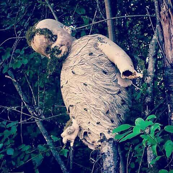 Wasp nest that was built over a doll