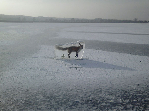 Fox that fell into water and drowned and then dug out in a block of ice to show the dangers to people that the ice is thin.