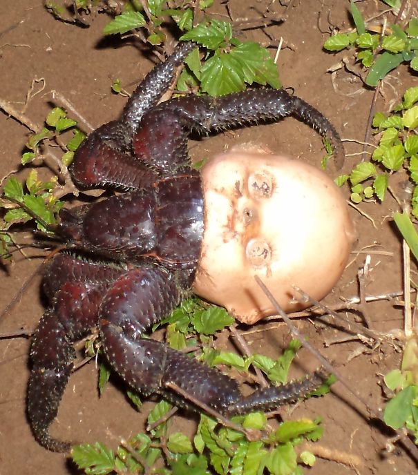 Crab that made a home out of a dolls head