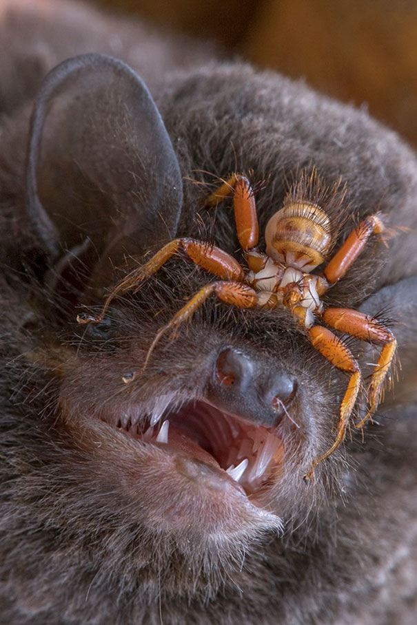 Creepy spider on a bat's eyes.