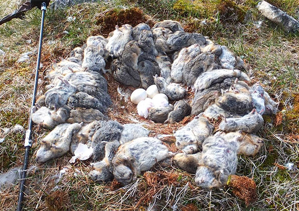 Owl nest with unhatched eggs made out of dead lemmings