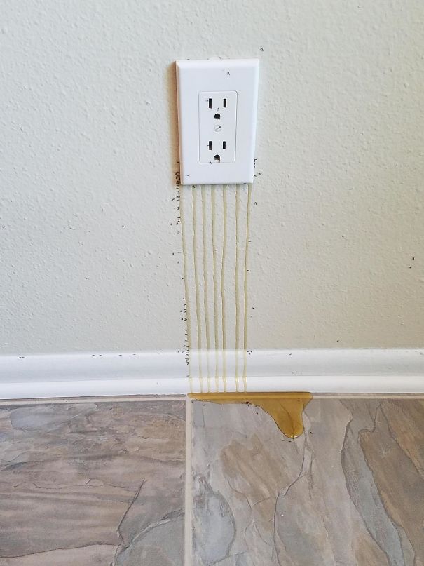 Electrical outlet that is dripping with honey and ants.
