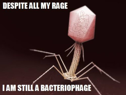 Bacteriophage that will make you want to sing despite all my rage I am still just a rat in a cage.