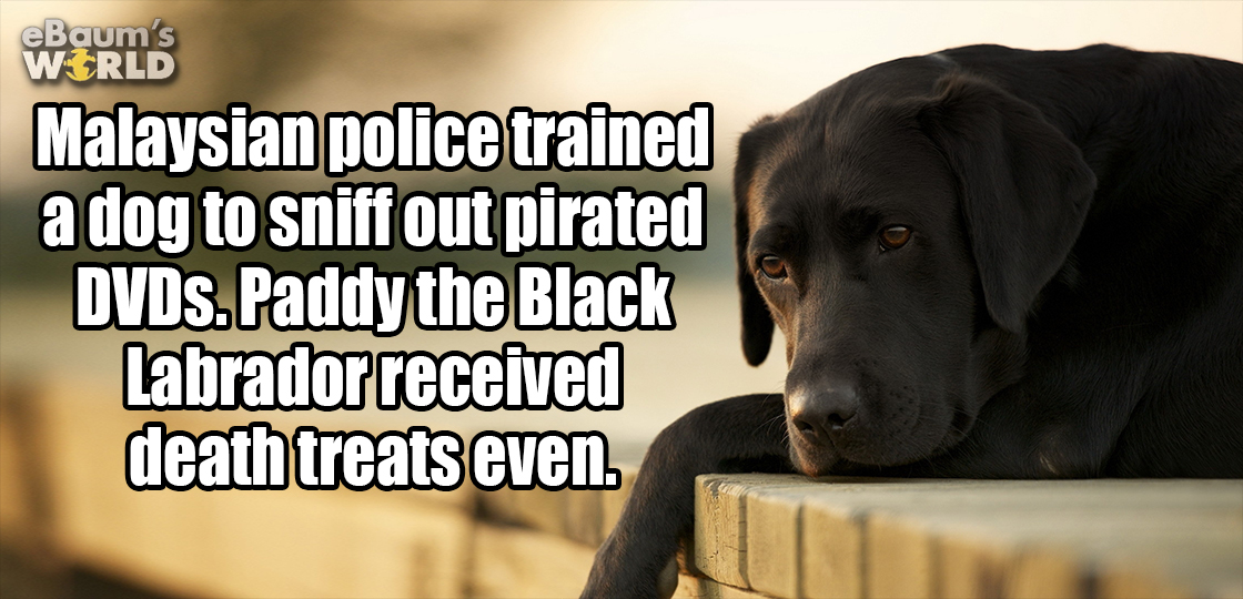 fun fact about Malaysian police dog that sniffed out pirate DVDs and got death threats as a result.