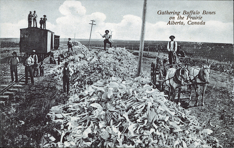 People separate Buffalo bones somewhere in Alberta, Canada in the 1880s. The North American Bison almost went extinct solely based on excess hunting of the beast. People all across the US and Canada slaughtered them at a ridiculous rate just for their fur coats, while others and the Native Americans used every part of the animal especially eating their meat but also their bones for tools. Around 1800, it was believed some 60 million bison roamed North America. By 1900, there were maybe 300.