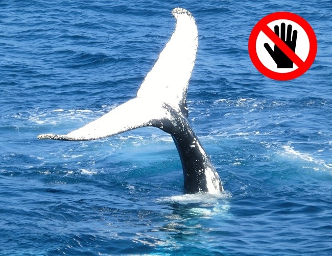 You can’t touch whales in The United Kingdom. All whales, dolphins, and other sea mammals within a 3-mile radius of the UK are considered the property of the Queen, so you’re prohibited from touching them. Please try not to.