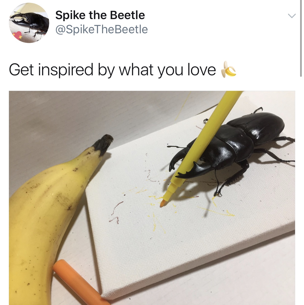 The Adventures Of Spike the Beetle