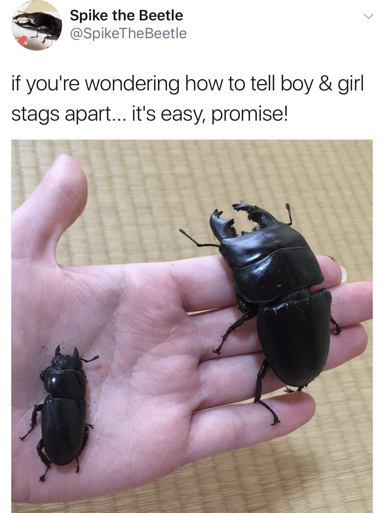 The Adventures Of Spike the Beetle