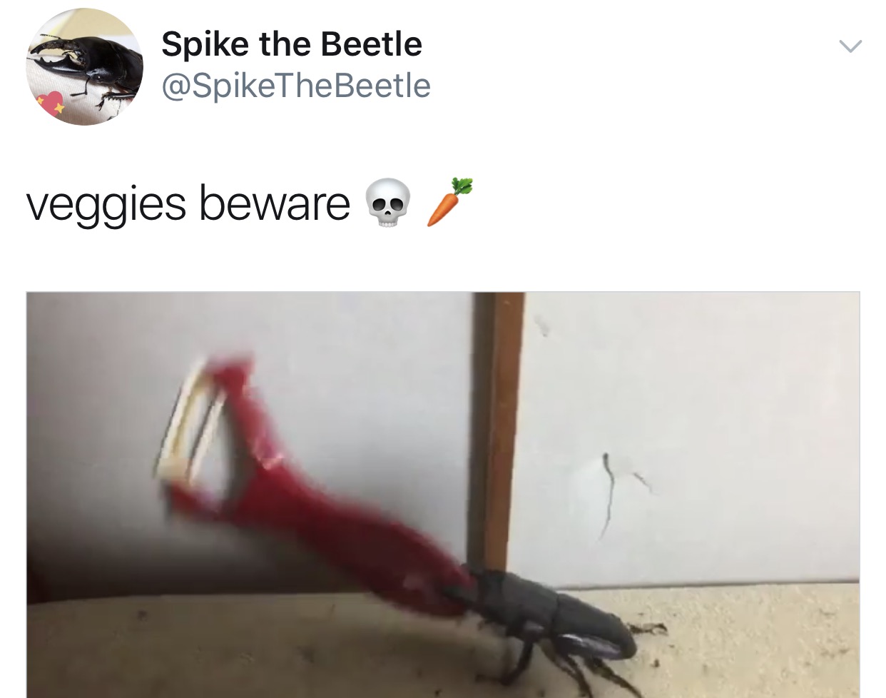 The Adventures Of Spike the Beetle