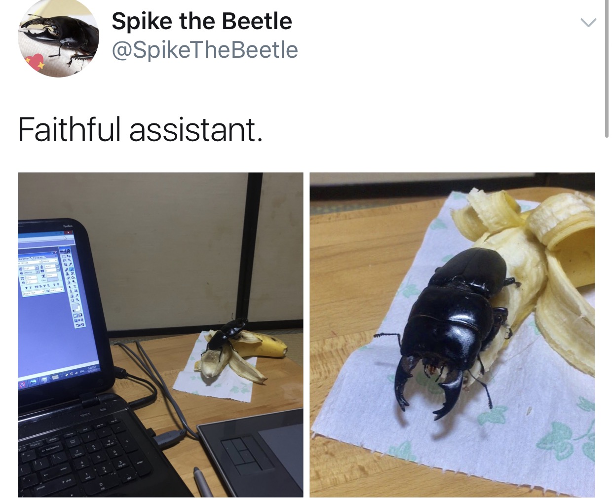 The Adventures Of Spike the Beetle