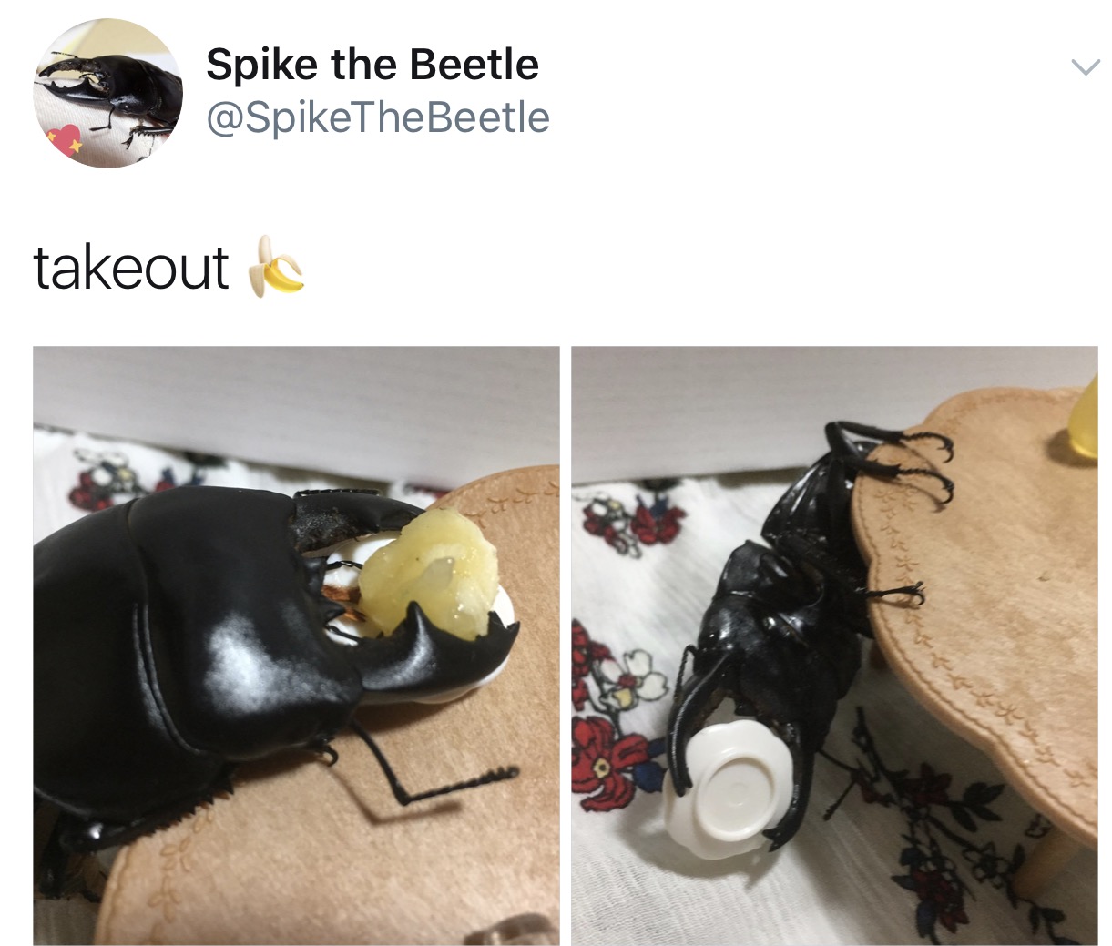 The Adventures Of Spike the Beetle