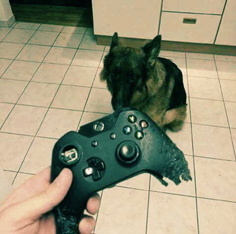 dog chewed controller