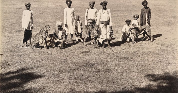 Hunters and their pet cheetahs pose for a picture somewhere in India in 1895. Cheetahs were used to hunt the same way North Americans would use dogs.