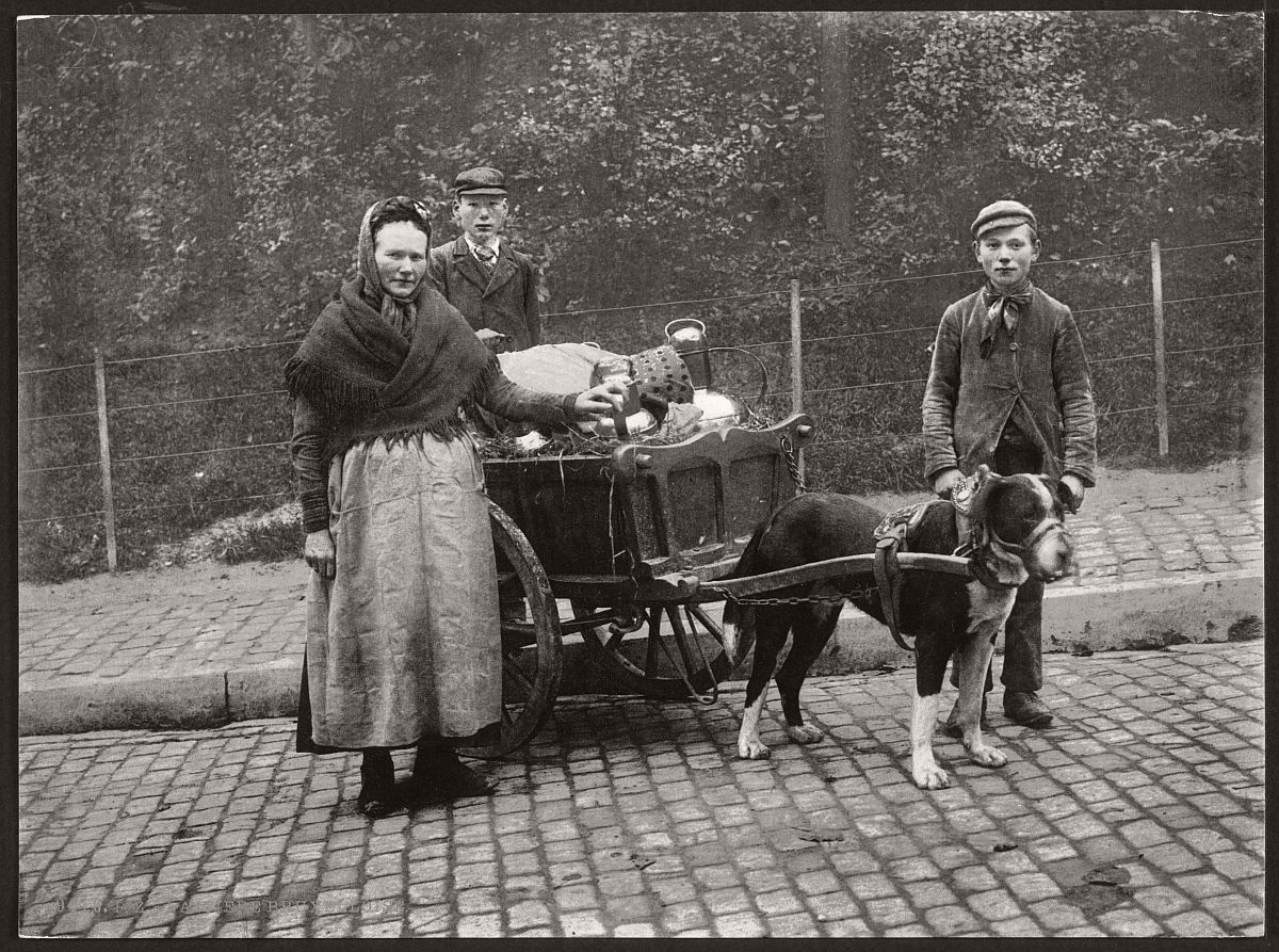 A family of milk sellers head to a local market in Brussels, Belgium sometime in the 1890s. Apparently in parts of Europe, it was common as recently as the very early 1900s to see a dog pulling carts. If you look up "milk sellers in Brussels," you will see a number of similar pictures of dogs pulling milk carts.