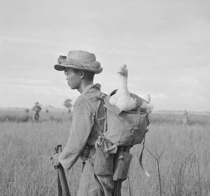 A Vietnamese soldier loyal to the French carries around his 2 ducks as he guards a sector in Vietnam in 1952. This was during the Second Indochina War, when the French tried to keep hold of Vietnam, Laos and Cambodia after WWII. They left by 1965, ceding military control to the US.