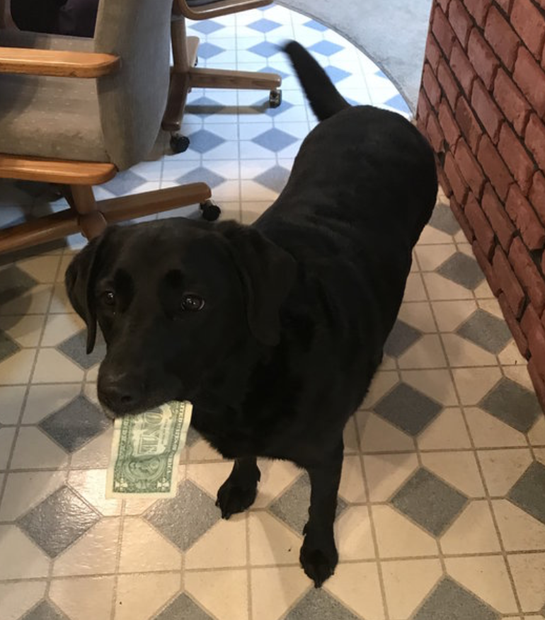 Due to this accidental conditioning as a puppy, Holly now loves money more than anything in the whole world. Sometimes her family gives it to her, and sometimes she just steals it, because she can never have enough. Her owner works at a restaurant, and whenever she starts counting her tips, Holly can hear it a mile away and comes running. She currently has $87 to her name, and her collection is growing every day.