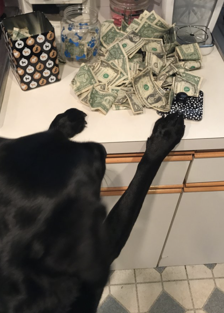 Holly has her very own piggy bank to keep her money in, but she also keeps it in the living room, on the stairs, in her owner’s bed, in the kitchen, in the hallway and pretty much everywhere in the house.