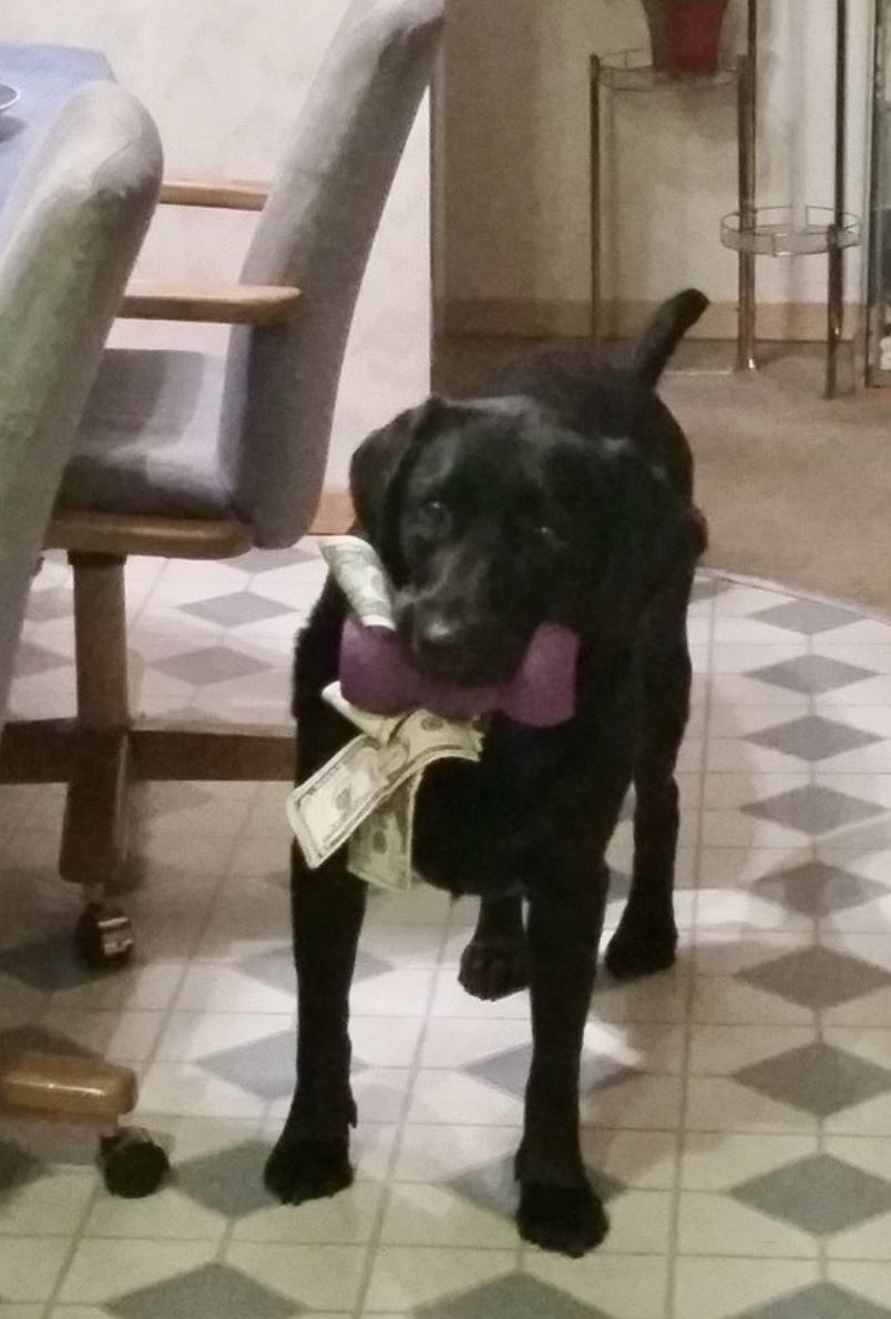 Adorable Dog Loves Money So Much She Collects It To Pay For Treats