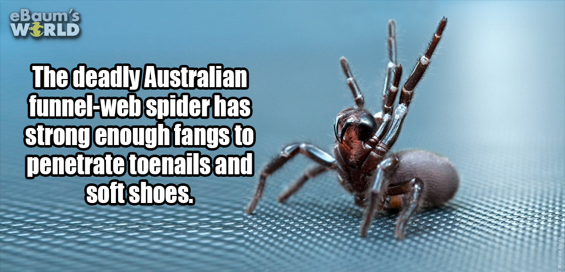 sorry it took so long - eBaum's World The deadly Australian funnelweb spider has strong enough fangs to penetrate toenails and soft shoes. Wildlite Bytes