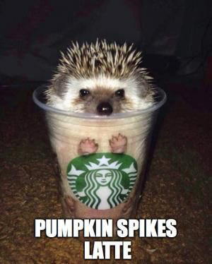 funny fall memes - Pumpkin Spikes Latte