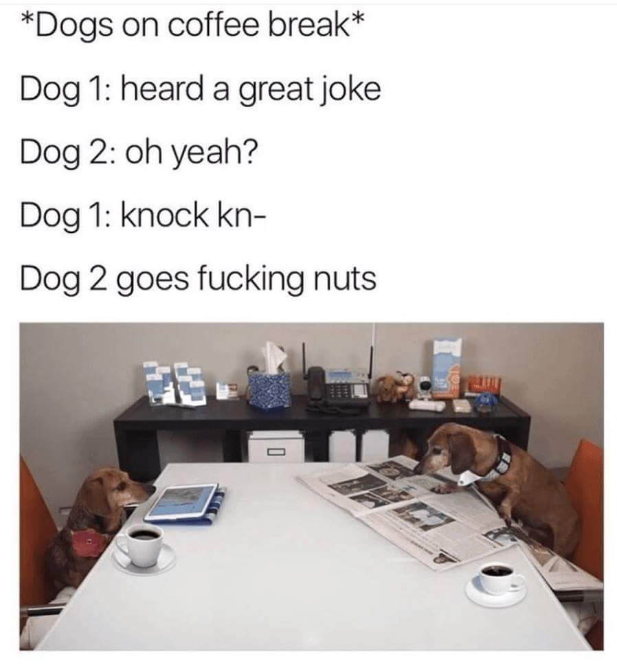 dogs on a coffee break - Dogs on coffee break Dog 1 heard a great joke Dog 2 oh yeah? Dog 1 knock kn Dog 2 goes fucking nuts