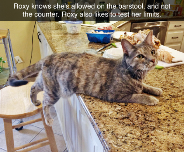 cat memes - Roxy knows she's allowed on the barstool, and not the counter. Roxy also to test her limits.