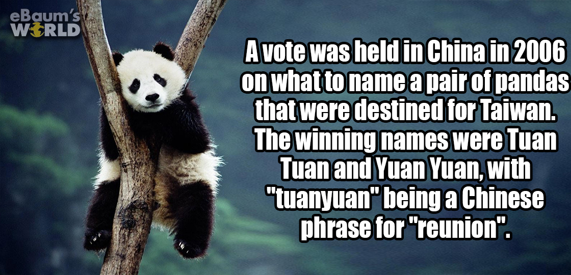 hd panda - eBaum's WCrld A vote was held in China in 2006 on what to name a pair of pandas that were destined for Taiwan. The winning names were Tuan Tuan and Yuan Yuan, with "tuanyuan" being a Chinese phrase for "reunion".