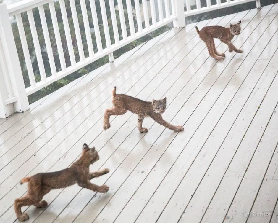 Tim was woken out by strange noises. It turned out to be a mama lynx with seven kittens.