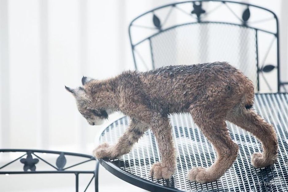 What Do You Do When A Whole Family Of Wild Cats Visit Your Porch?