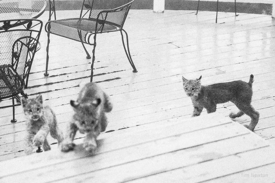 What Do You Do When A Whole Family Of Wild Cats Visit Your Porch?