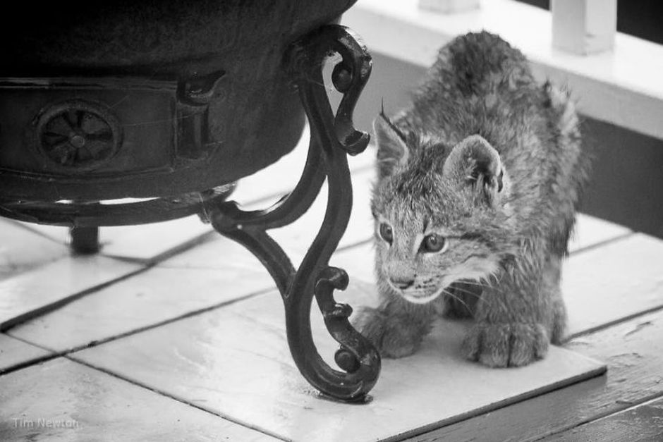 What Do You Do When A Whole Family Of Wild Cats Visit Your Porch?