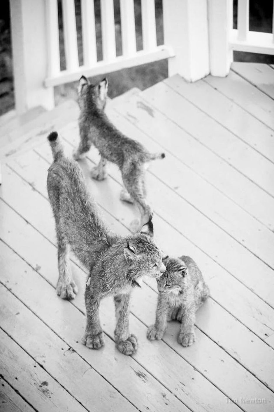 What Do You Do When A Whole Family Of Wild Cats Visit Your Porch?