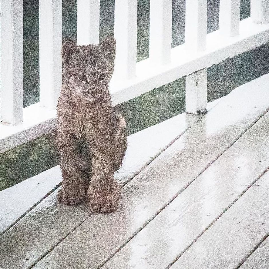 What Do You Do When A Whole Family Of Wild Cats Visit Your Porch?