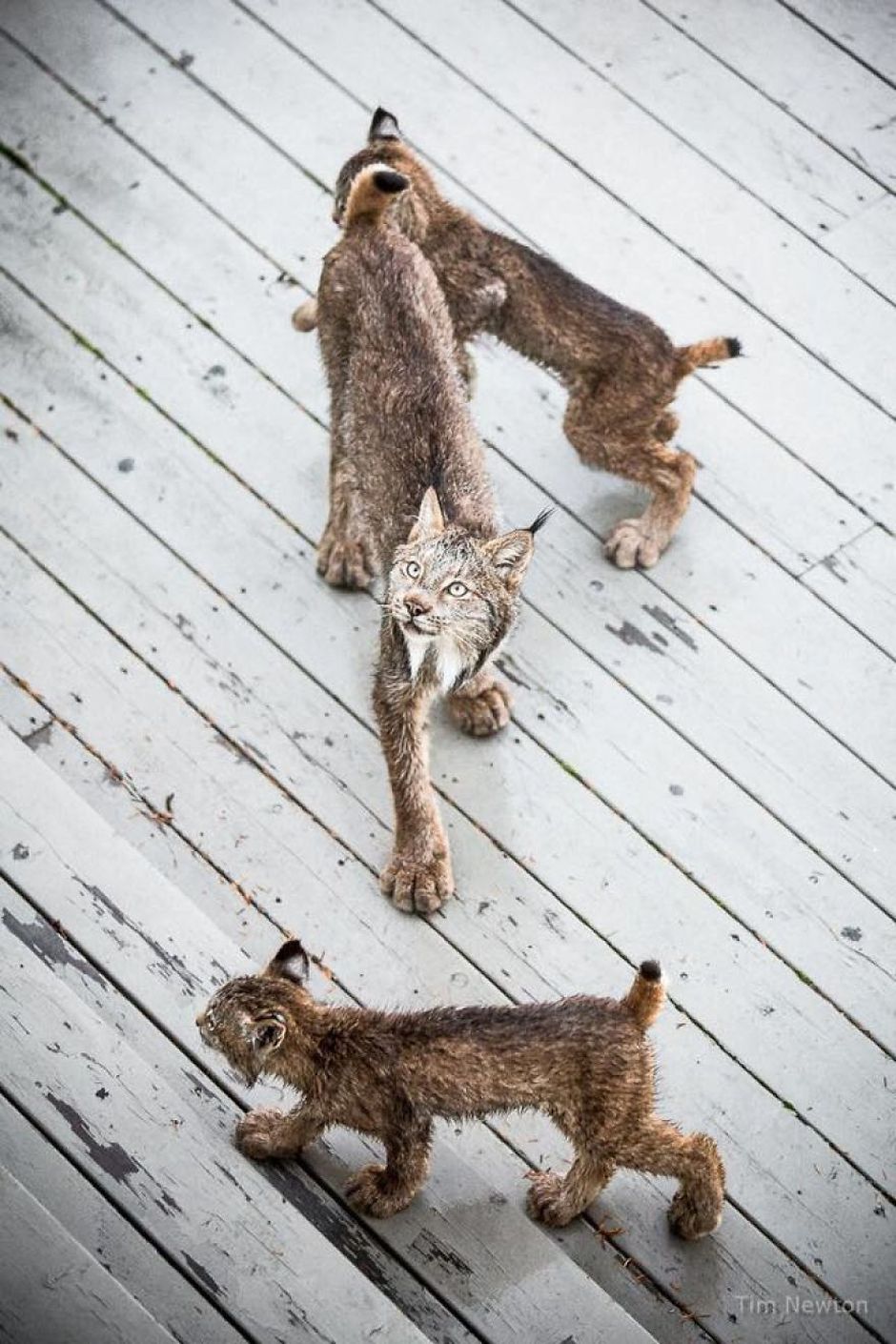 What Do You Do When A Whole Family Of Wild Cats Visit Your Porch?