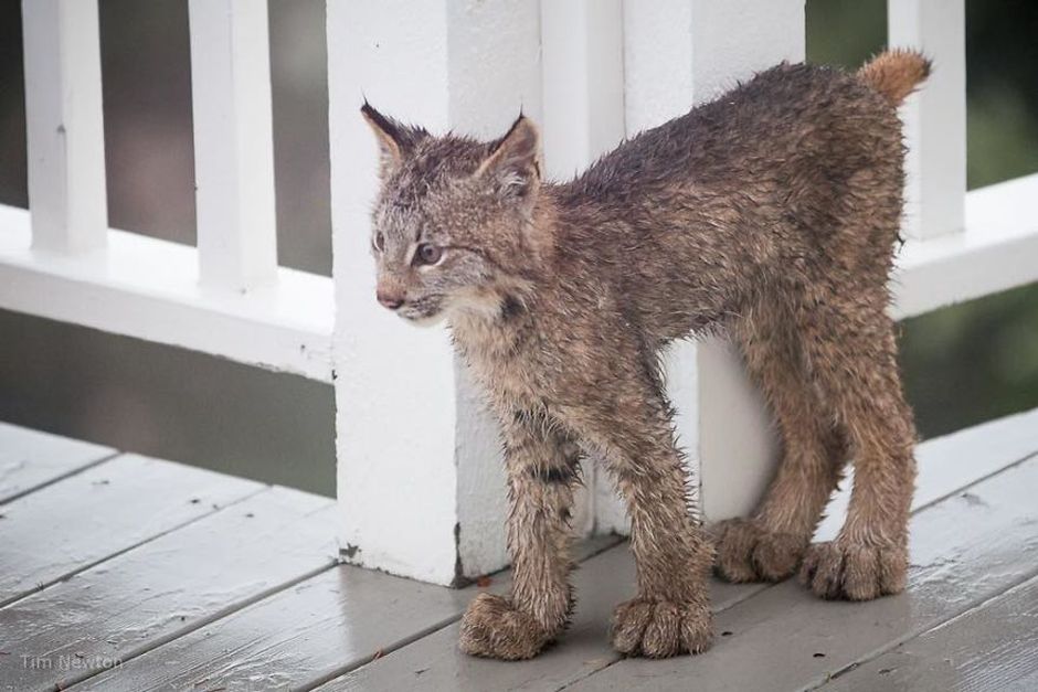 What Do You Do When A Whole Family Of Wild Cats Visit Your Porch?