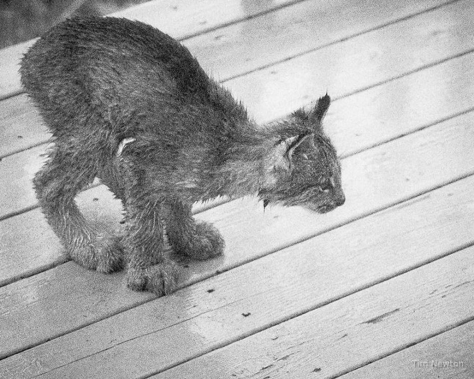 What Do You Do When A Whole Family Of Wild Cats Visit Your Porch?